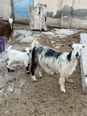 اغنام للبيع