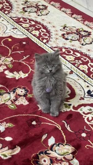 للبيع قطط سكوتش