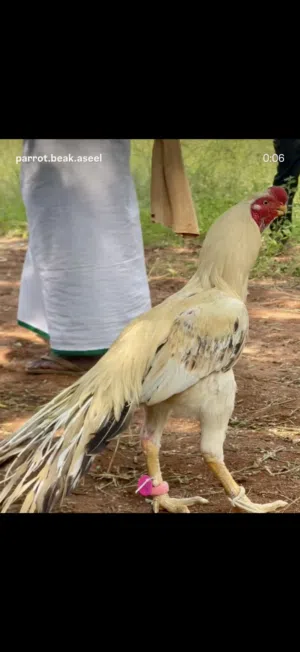 دجاج هندي حياكم الله