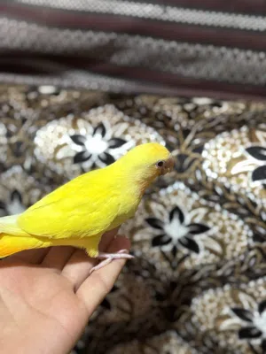 ببغاء الروز اورنج عين حمره مروض فل