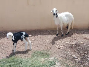 للبيع جاعده ناجديه مع والدها كبش ما شاالله رويان