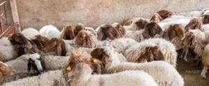ذبائح بلدي اضاحي