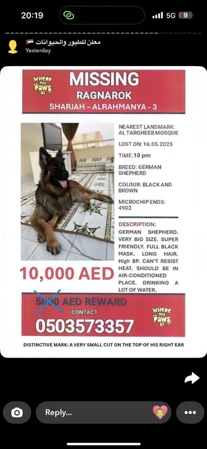 German Shepherd4