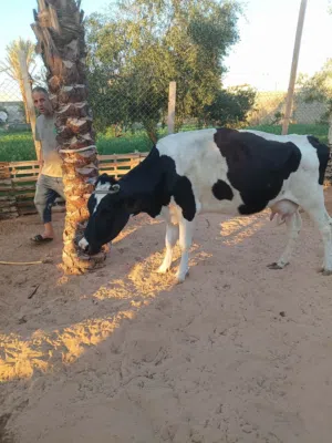 بقرة للبيع عمرها سدسه عشره شهرين المكان بير العالم