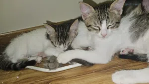 kittens two months old for adoption