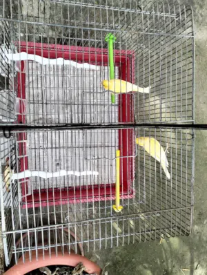 فحلين كنار جاهزات