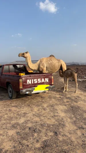 للبيع ناقه عزوف