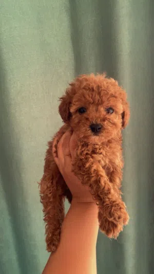 Mini poodle for sale