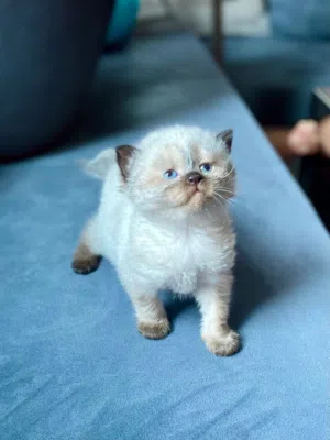 Adorable seal point ragdoll kittens