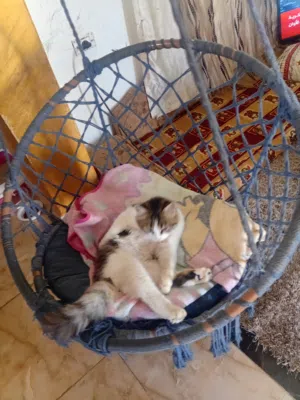 قطط اليفه  واجتماعية