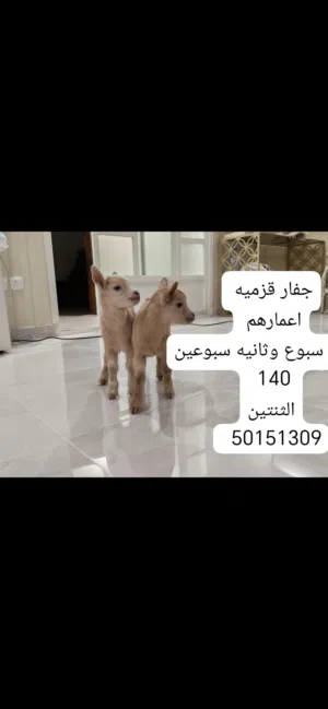 ماعز قزم للبيع