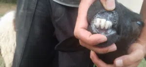 نعجتين ربي يبارك
