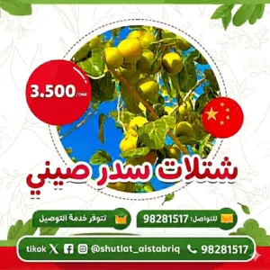 شتلات سدر مقضماني بطعم لذيذ