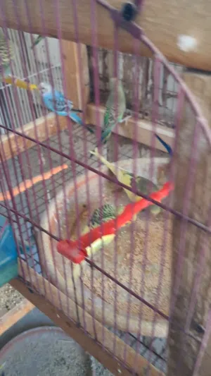 طيور الحب للبيع او طيور الباجي او عصافير الزينه للبيع