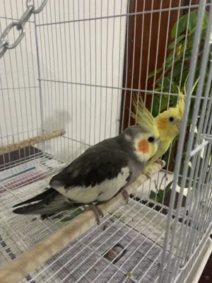 Breeding cocktail pair