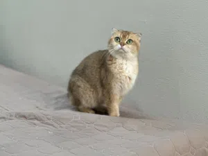 اناث منتجات للبيع لأصحاب انتاج