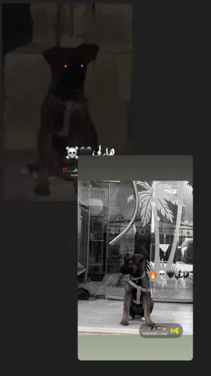 جرو ملينو بلجم للبيع 200
