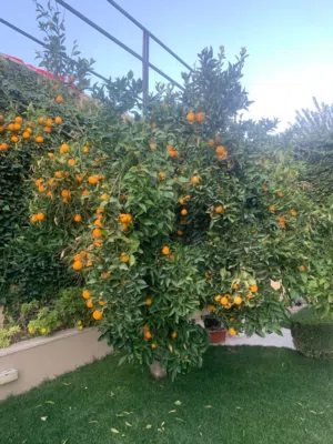فيلا و قصر للإيجار في دابوق ( Property 48382 )-164698