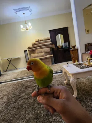 سلام عليكم