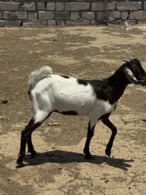 صخول البيع