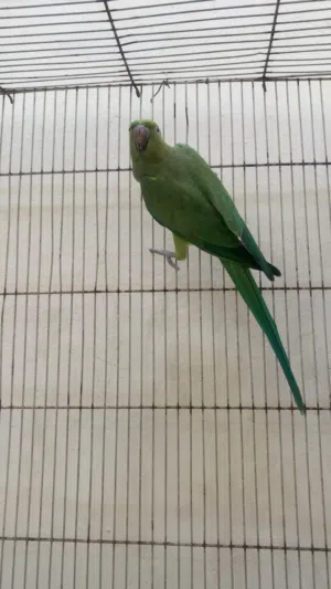 ببغاء دره انثى منتجه