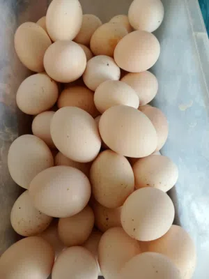 متوفر بيض بلدي من ديوك بكستاني مخصب وطازج