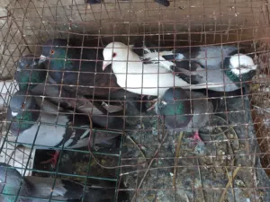 حمام عربي غليط للبيع متع موس