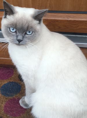Colorpoint British Shorthair 112436509 Opensooq