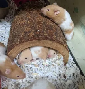Hamsters for sale