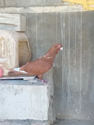 حمام 13 حبه على ليرتين