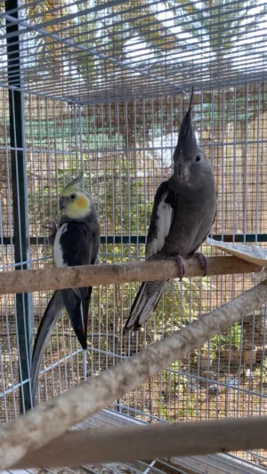 زوج كوكتيل باستل فيس للبيع ، تابع الوصف