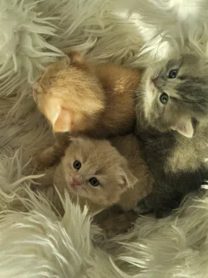 kittens للبيع scotch fold