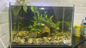 Fish tank حوض سمك