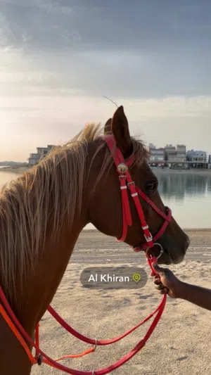 للايجار خيول جميع مناطق الكويت