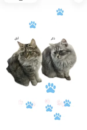 قطط للبيع ذكر وانثى