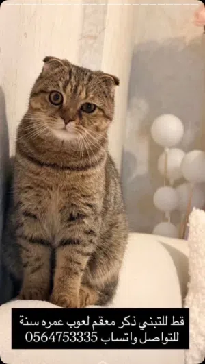 Male neutered scotch fold cat