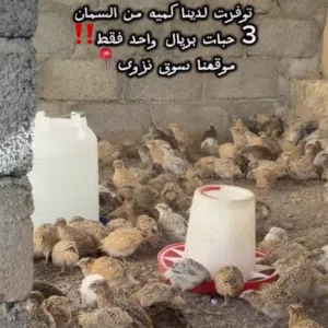سمان جامبو 3 حبات بريال/  تاخذهن كامل 4 حبات بريال