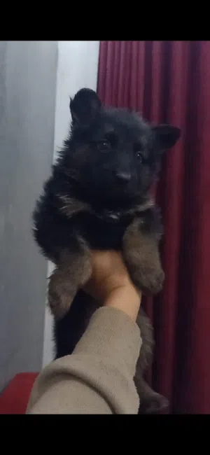 جيرمن شيبرد لونج هير