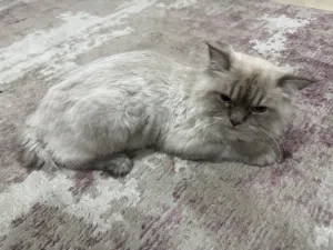 Persian Himalayan Cats pair (male+female) very rare Breed