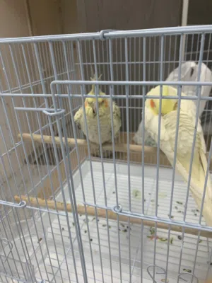 للبيع طيور مغرده