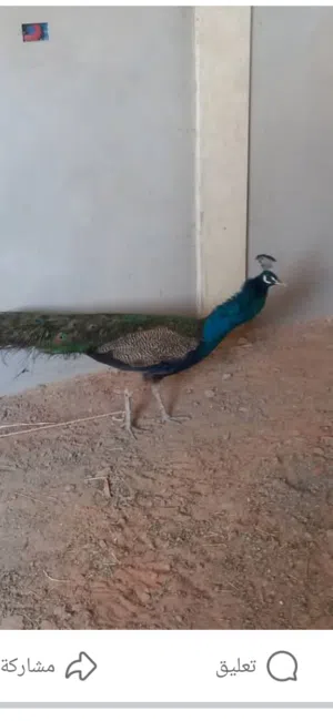 السلام عليكم ورحمة الله وبركاته