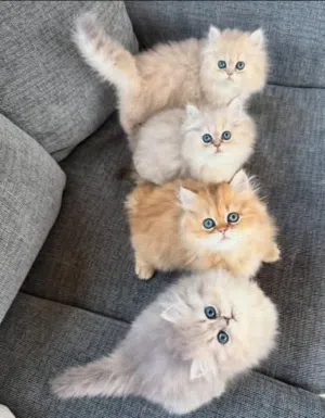 اريد قطه شيرازي مون فيس او اي نوع مثل الي في الصورة للتبني معا اغراضها او لا