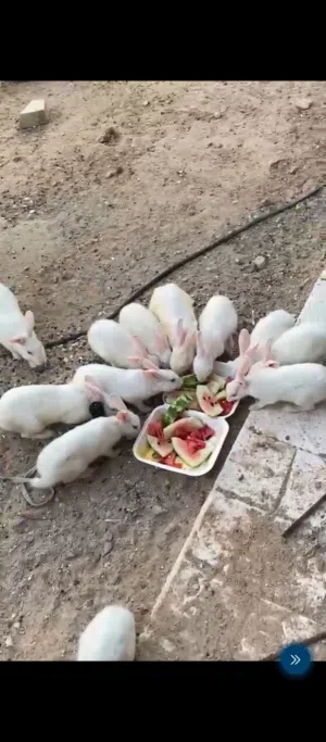 ارانب عيون حمر زوج ب8