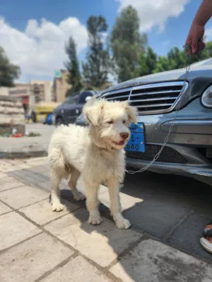 كلب بودل إسترالي عمرة شهرين