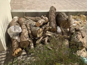 للبيع حطب شريش ب 15 ريال حبات كبار