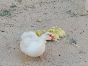 6 ادجاجات وسردوك فشيشتا 3 بطات ودكر