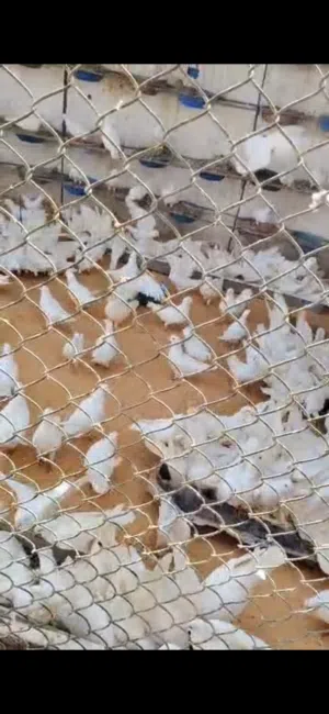 حمام فرنسي لاحم للبيع