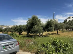 Residential Land for Sale in Amman Shafa Badran
