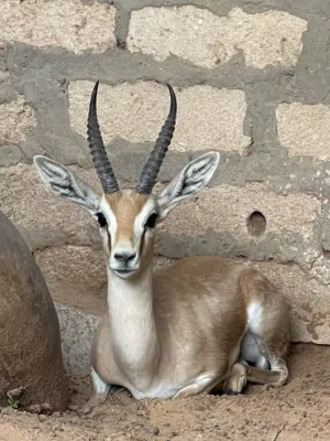 كوبيا غزال الريم
