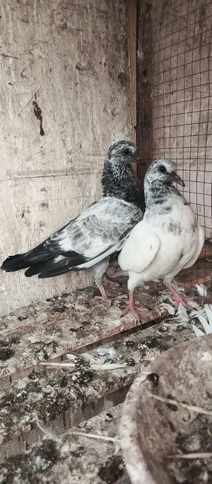 Pigeons0